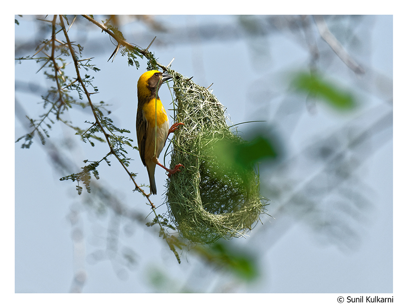 Baya Weaver, D75, AF-S 70 - 300 F 4.5 - 5.6 VR